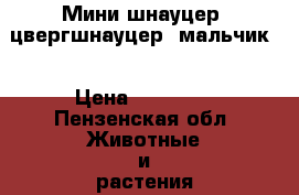 Мини шнауцер (цвергшнауцер) мальчик  › Цена ­ 18 000 - Пензенская обл. Животные и растения » Собаки   